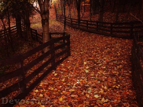 Devostock Leaves Pathway Autumn Park