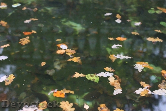 Devostock Leaves Pond Water Green