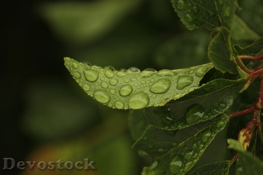 Devostock Leaves Rain Nature Rain 0