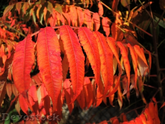 Devostock Leaves Red Autumn Colorful
