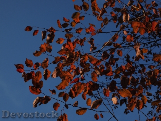 Devostock Leaves Red Autumn Coloring 0