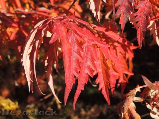 Devostock Leaves Red Autumn Fall