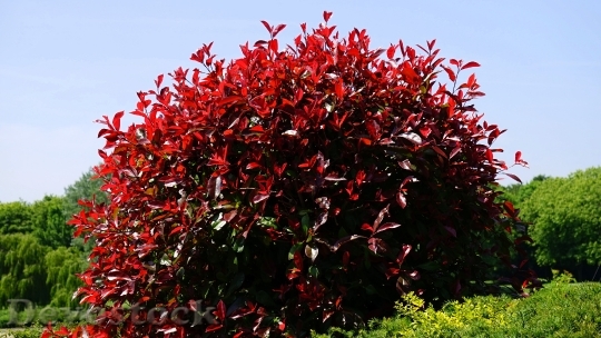 Devostock Leaves Red Bush Nature