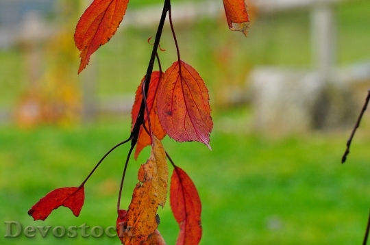 Devostock Leaves Red Coloring Fall