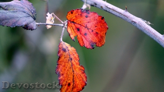 Devostock Leaves Red Nature Autumn