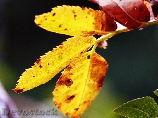 Devostock Leaves Rowan Tree Fall