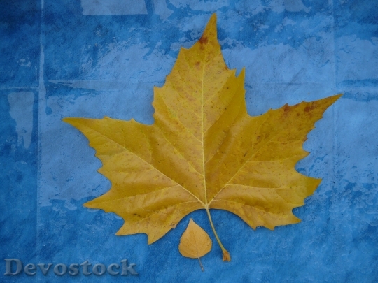 Devostock Leaves Size Comparison Autumn 1