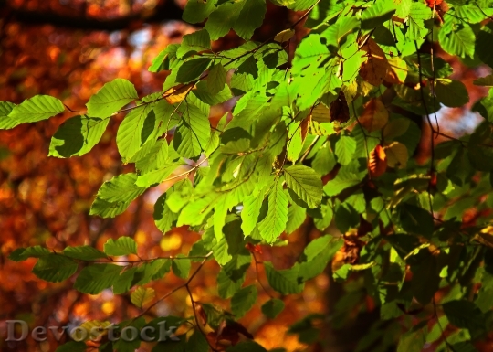 Devostock Leaves Sunlight Leaf Back