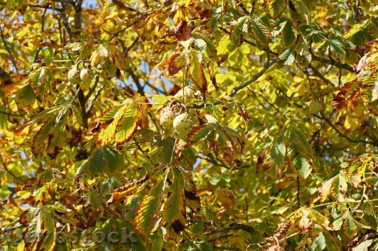 Devostock Leaves Tree Autumn Colorful