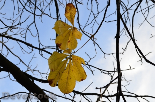 Devostock Leaves Tree Autumn Nature 0