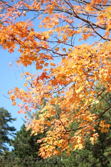 Devostock Leaves Tree Autumn Nature