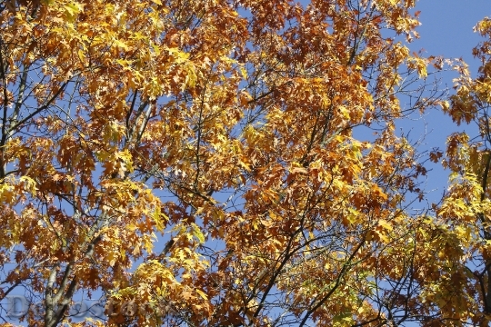 Devostock Leaves Tree Autumn October