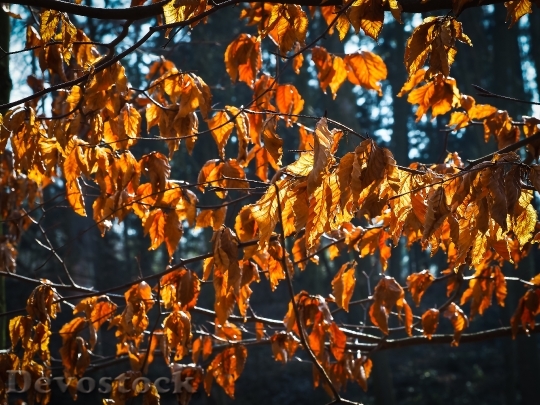 Devostock Leaves Tree Branches Autumn