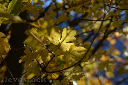 Devostock Leaves Tree Leaf Autumn