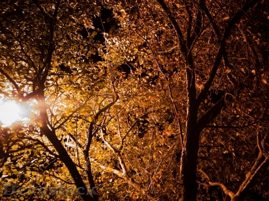 Devostock Leaves Trees Lighting Park