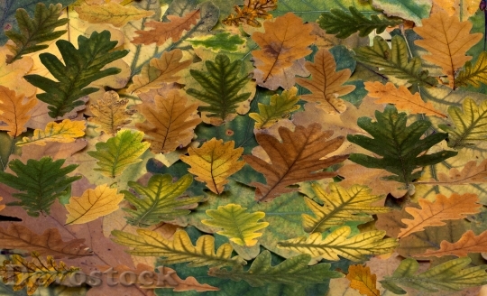 Devostock Leaves True Leaves Maple 2