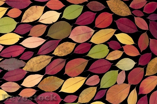 Devostock Leaves True Leaves Maple 5
