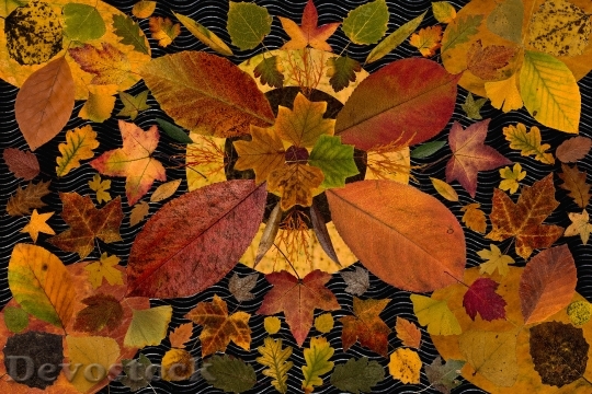 Devostock Leaves True Leaves Maple 9