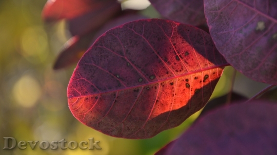 Devostock Leaves Violet Autumn Translucent