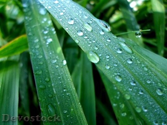 Devostock Leaves Water Drops Rainy