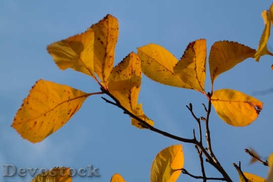 Devostock Leaves Yellow Autumn Fall 1