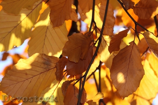 Devostock Leaves Yellow Autumn Fall 2