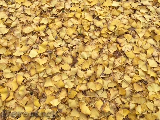 Devostock Leaves Yellow Fall Autumn
