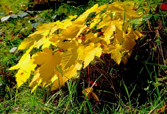 Devostock Leaves Yellow Plant Autumn