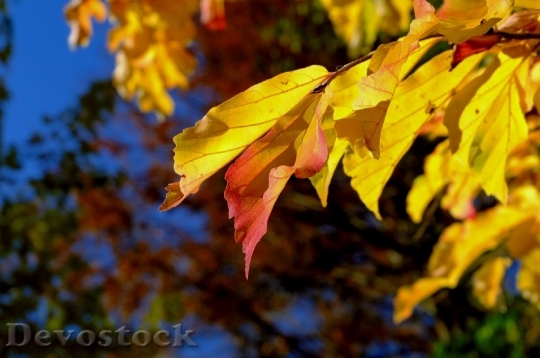 Devostock Leaves Yellow Red Autumn