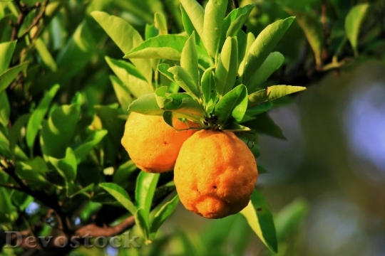 Devostock Lemon Tree Fruit Citrus