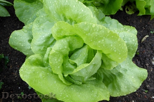 Devostock Lettuce Salad Leaf Lettuce 0