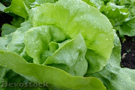 Devostock Lettuce Salad Leaf Lettuce 1