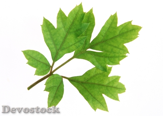 Devostock Light Green Leaves Isolated