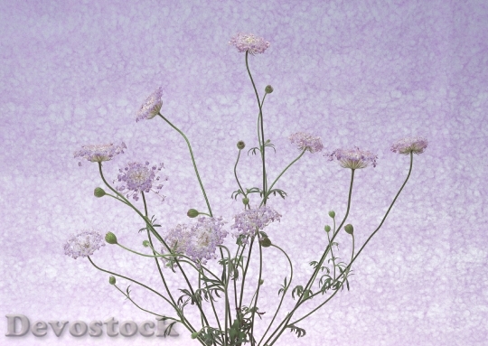Devostock Light Violet Flowers
