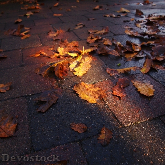 Devostock Lighting Autumn Pavement Colors
