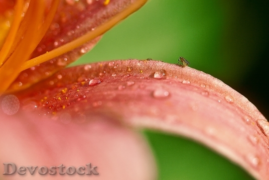 Devostock Lily Flower After Rain