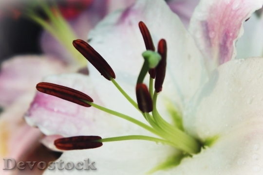 Devostock Lily White Blossom Bloom