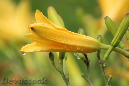 Devostock Lily Yellow Flower Easter