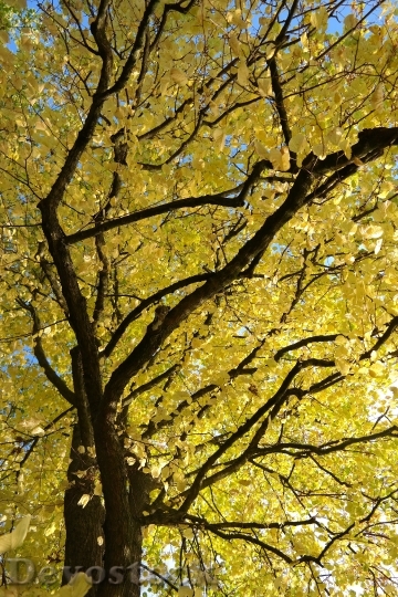 Devostock Linde Tree Autumn Fall 2