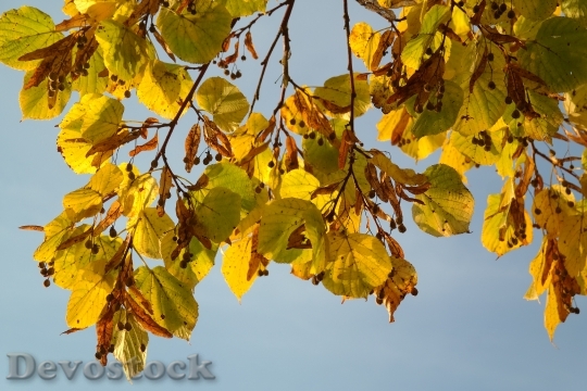 Devostock Linde Tree Autumn Seeds