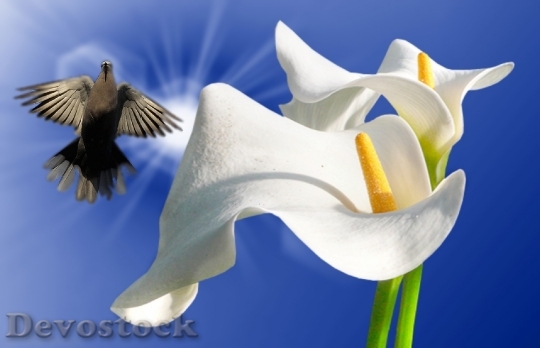 Devostock Lirios White Lilies Ornamental