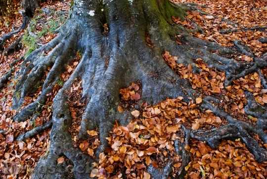 Devostock Log Root Autumn Wood