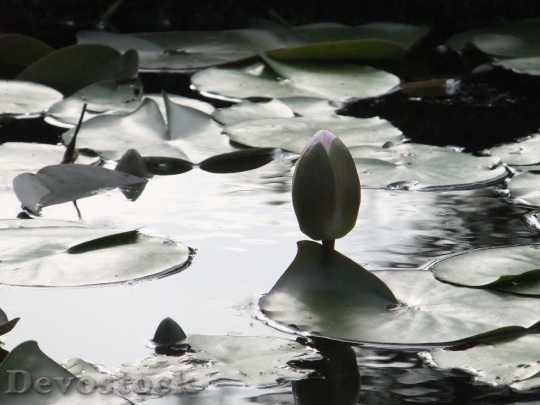 Devostock Lotus Blossom Pond Water