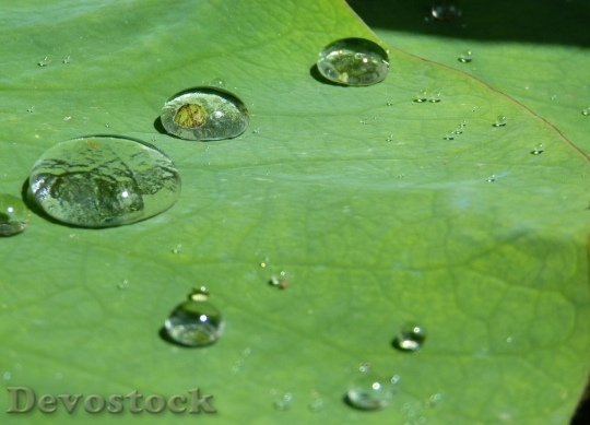 Devostock Lotus Effect Drip Water 1