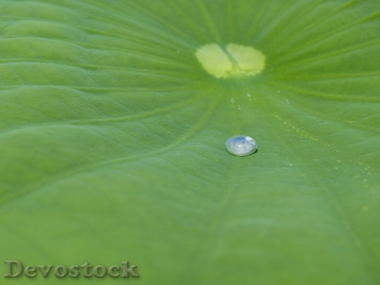 Devostock Lotus Effect Drip Water