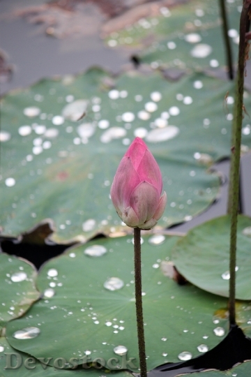 Devostock Lotus Flower Bud Nature 0