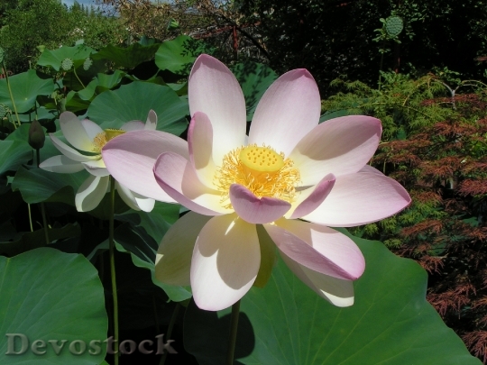 Devostock Lotus Flower Nature Aquatic