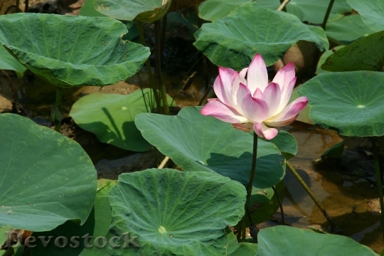 Devostock Lotus Flower Pink Water