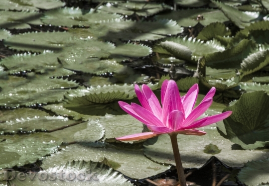 Devostock Lotus Flower Pond Pink