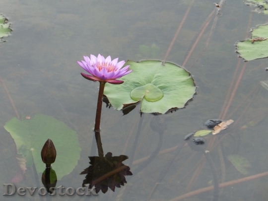 Devostock Lotus Flowers Nature Pretty